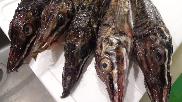 この時期しか食べれない!脂のりのり♪網走の「トロ八角」!!刺身と手作り干物の専門店「発寒かねしげ鮮魚店」。