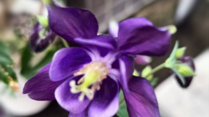 癒し系の色　紫色の花