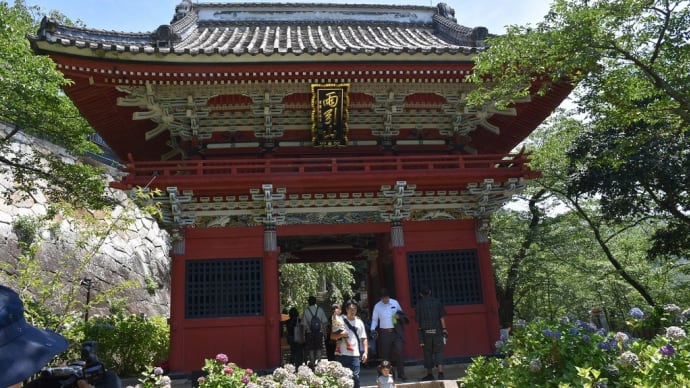 あじさい狩り 茨城県桜川市本木 雨引観音(雨引山楽法寺)あじさい祭(1)あじさいと仁王門