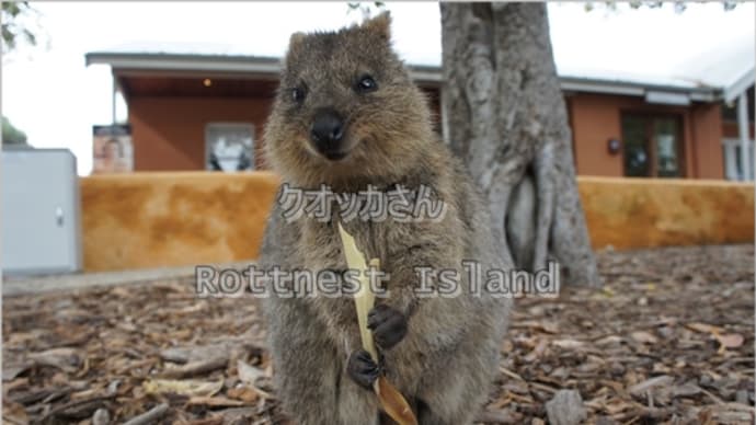 世界一幸せな動物クオッカ