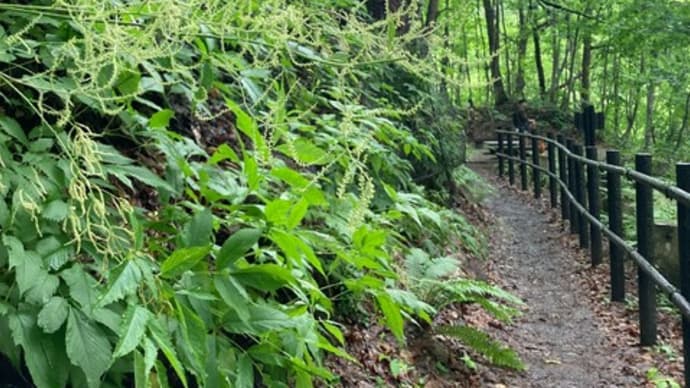 山吹升麻（ヤマブキショウマ）