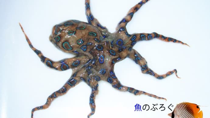 フィリピン魚番外:鮮やかなタコ