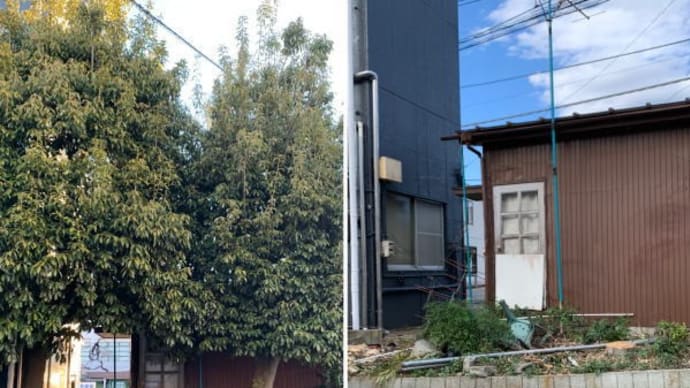 建物の裏に植えられたシラカシの木が大きくなり歩道にはみ出し通行人にご迷惑かけていると伐採作業ご依頼