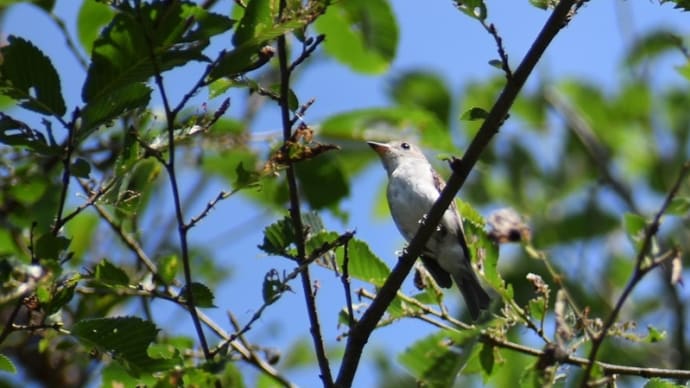 今年の振り返り⑤野鳥7~11月