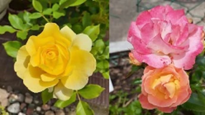 咲き始めた庭のバラたちとつるバラ「群舞」の葉っぱに虫こぶが付いてたとですΣ( ̄□ ̄|||)
