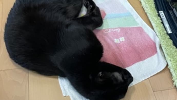 証明写真
