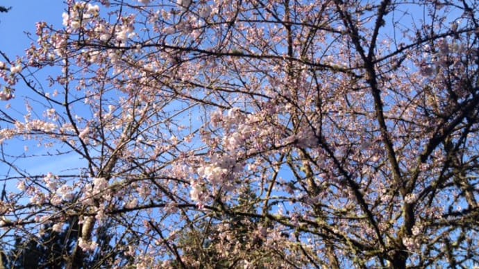 桜が咲きました～