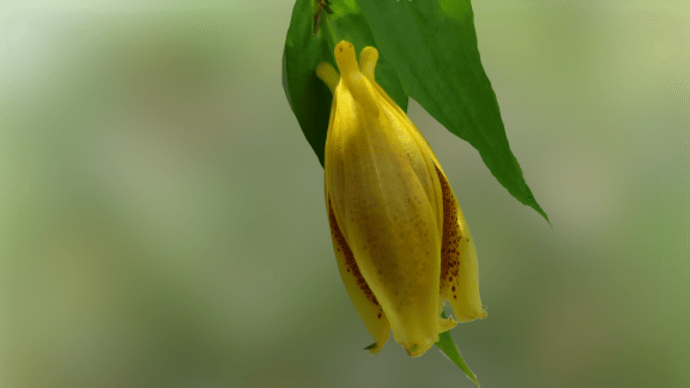 高山植物園の花(キイジョウロホトトギス・紀伊上臈杜鵑草)