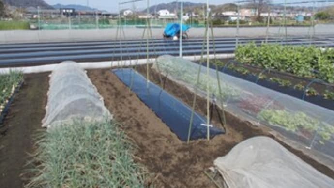 インゲンの畝と支柱が完成しました。