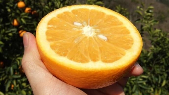八朔の色々な楽しみ方