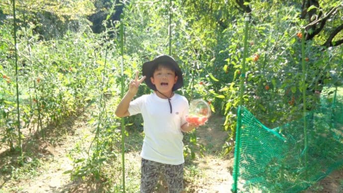 ~ミニトマト収穫体験開催中🍅~