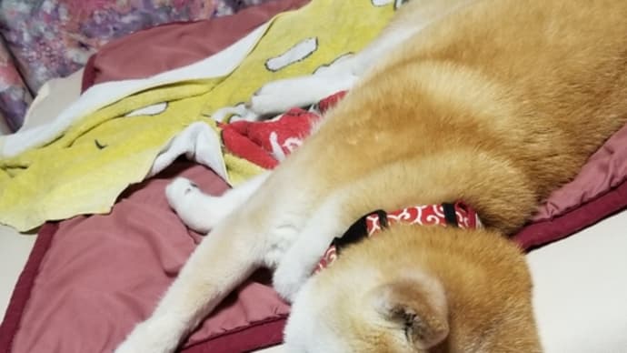 今迄で1番よく寝たね~