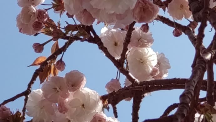 八重桜が咲き始めました