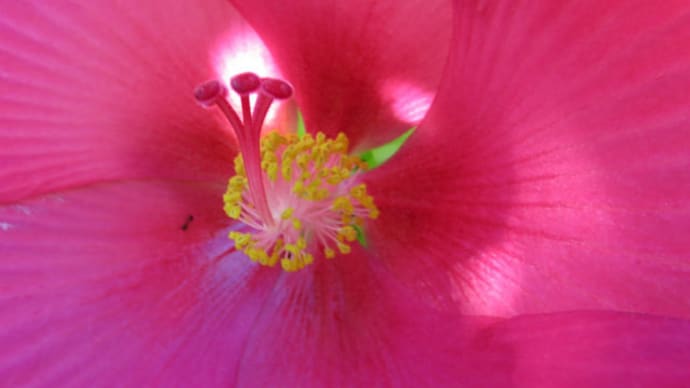 Swamp rose mallow