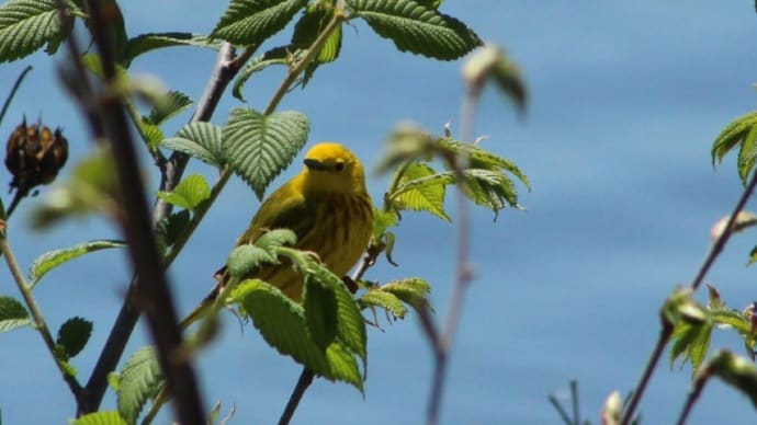 ムシクイ、ウタスズメ、今日であった鳥たち。