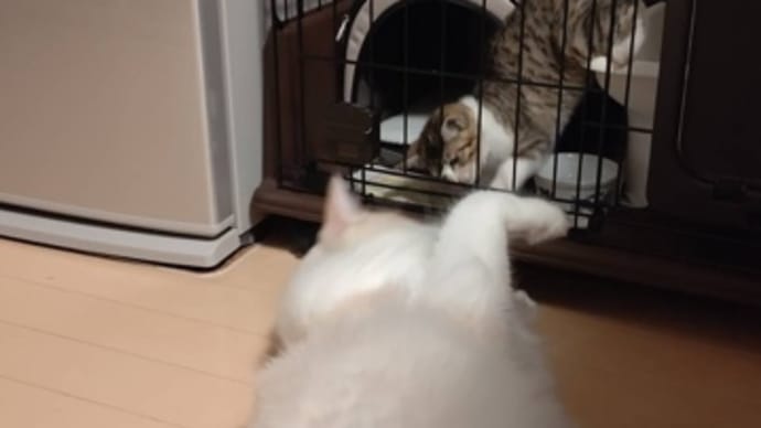 猫ちゃん経過報告