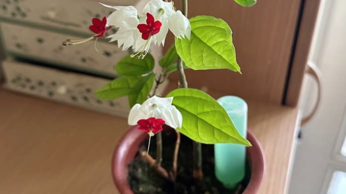 やればできる