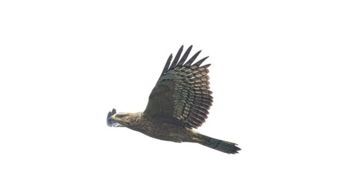 2023年 秋期タカの渡り ハチクマ ⑥