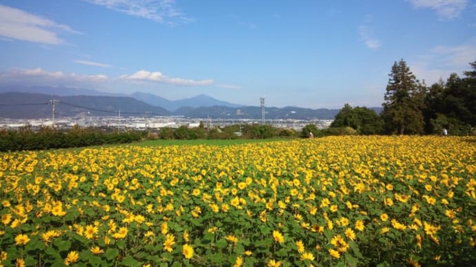 南足柄のユートピア農園のひまわり畑。