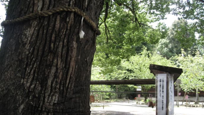 平野神社に参拝後、北野参道の蕎麦屋に沈む