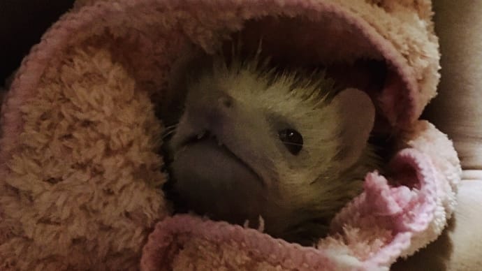 ハリネズミ 介護日記 9月13日