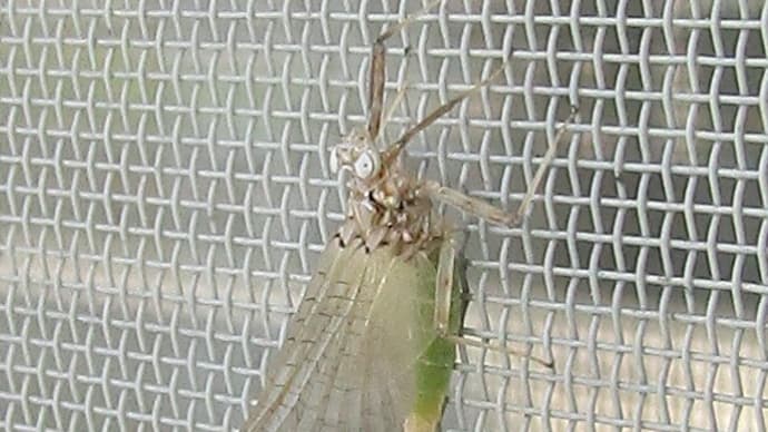 エルモンヒラタカゲロウ♀亜成虫~成虫20200507