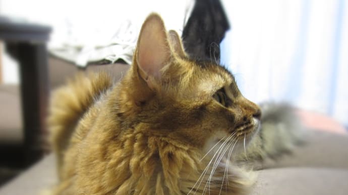 猫日記と主のつぶやき しまパト