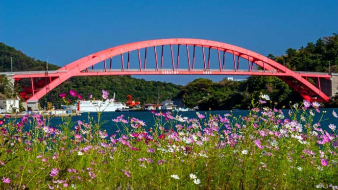 コスモス 隠岐の島町 下西