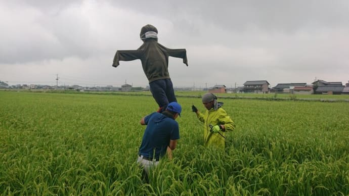 案山子立て