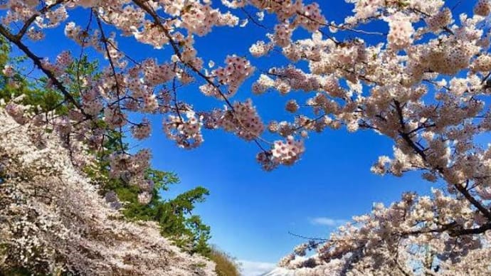 桜の開花と地動説。🌸☀️