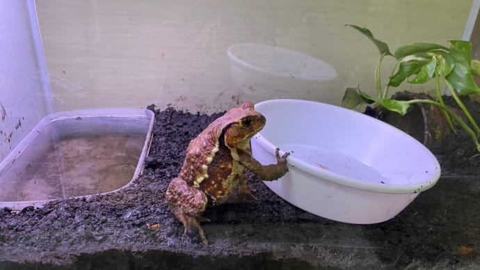 ヒキガエル
