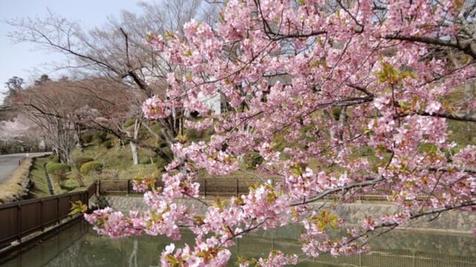 神社境内の桜 3月