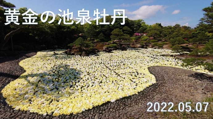 牡丹園遊会 黄金の池泉牡丹 イエローガーデン