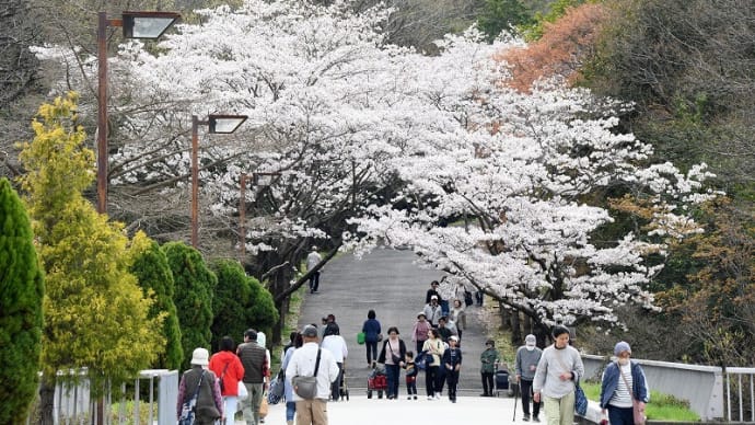 　播磨中央公園の桜の園で桜が満開　（加東市）　2024．04．05