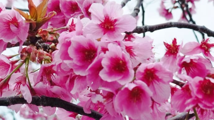 桜満開〜♪