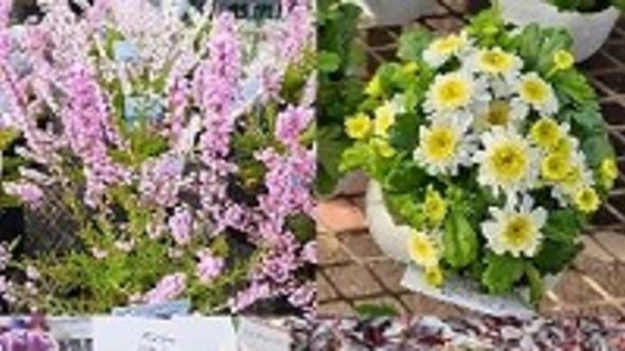 秋植えにおすすめの花苗!ビオラだけじゃなかとですぅ(^◇^)