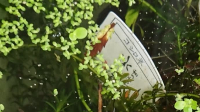 メダカ元気よく