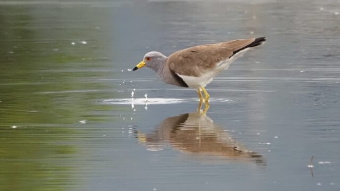 野鳥の「ケリ」です