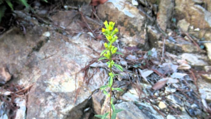 毎日のように登っている天下台山、四季折々の花が咲いていましたが ・・・