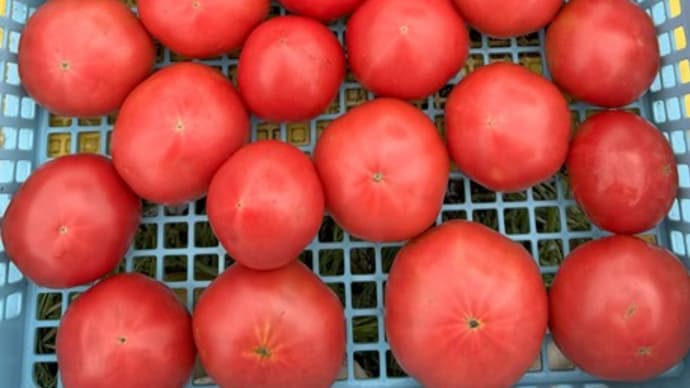 トマトの収穫