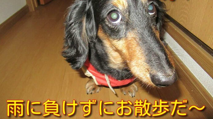 行くべきか行かざるべきか?雨のお散歩