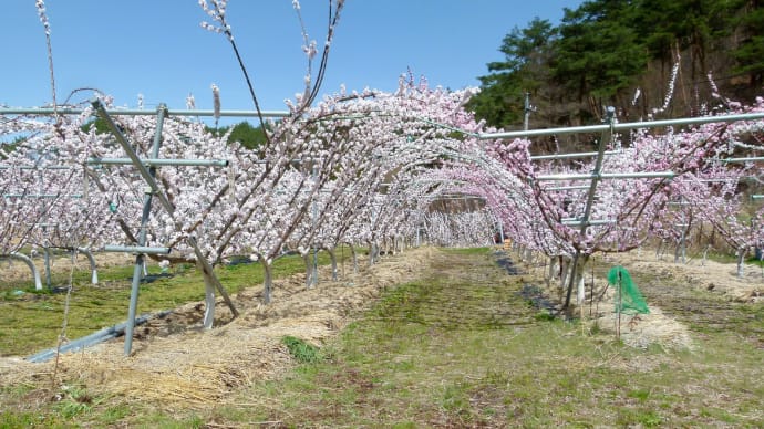 信州埴科郷･･･森･･･一目十万本といわれる「あんずの里」･･･は生産果樹園です
