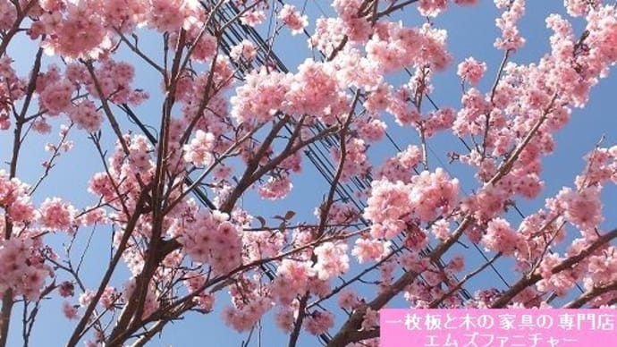 １１７１、春ですね。お店の近く早咲きの桜が満開になりました。一枚板と木の家具の専門店エムズファニチャーです。