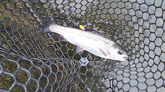 M様の管理釣り場釣行(ブリーズ、伊勢原市)。