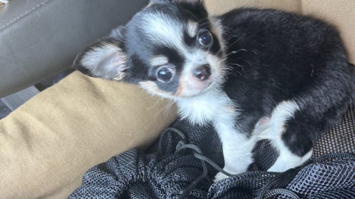 初めまして「僕の名前はテンでちゅ」🐶