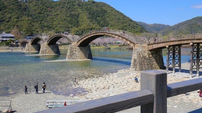 錦帯橋✖桜