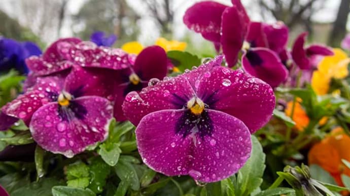 雨日の花