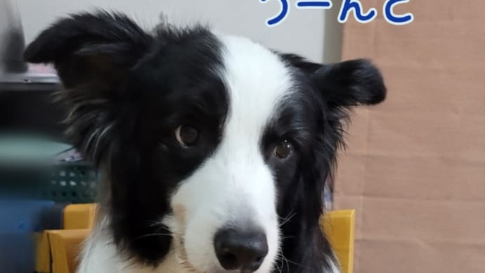 ちょんちょん「食べたい」