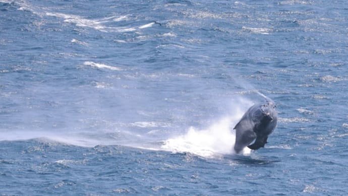 なかなかレアな角度のザトウクジラのブリーチング