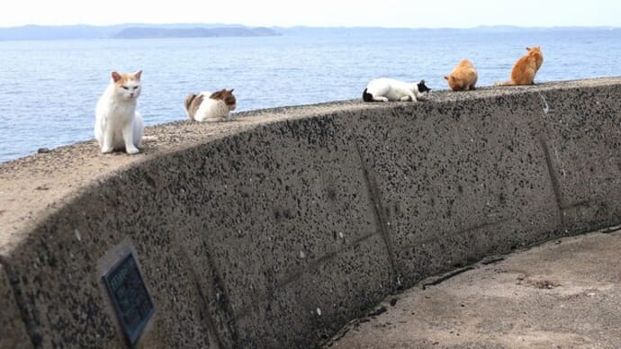 九州E島の猫たち　2024年3月　その10
